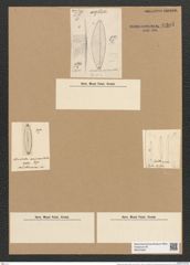 Striatella unipunctata (Lyngb.) Ag. (de-Toni-Nr.: Genus 97, Species 3077) Zeichnungen Sammlung Grunow Nr. 6305 (NHMW-BOT-W0374932)